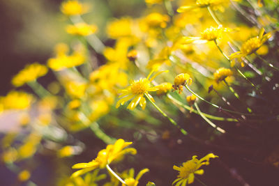 Close-up of yellow flower