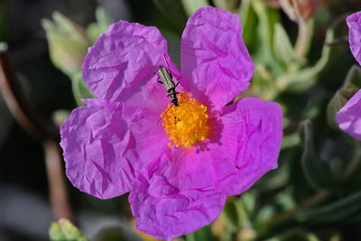 Close-up of butterfly pollinating on purple flower