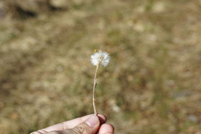 Cropped hand holding dandelion