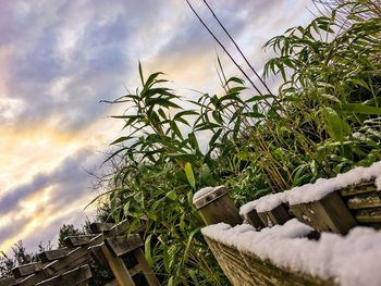 Close-up of plants against sky