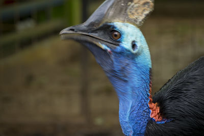 Close-up of peacock