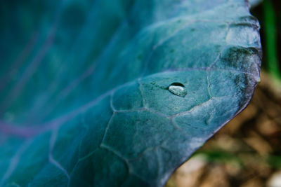 Close-up of green leaf