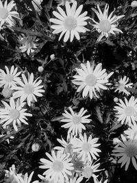 High angle view of flowers blooming outdoors