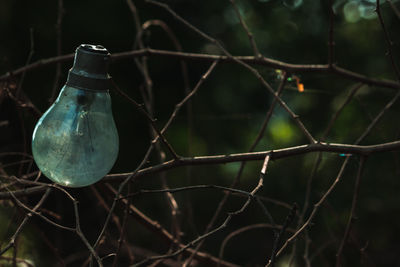 Close-up of light bulb hanging on branch