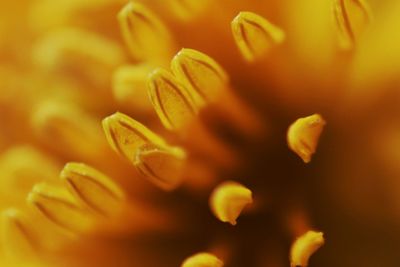 Close-up of yellow flower blooming outdoors