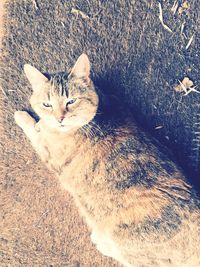 Cat lying on bed