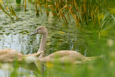 Swan swimming in lake