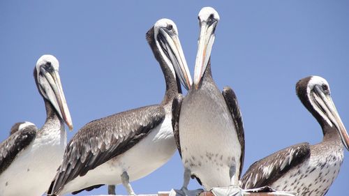 Low angle view of birds perching against clear sky