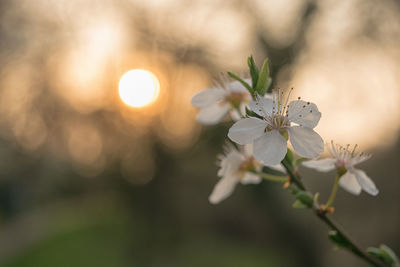 Close-up of white flowering plant