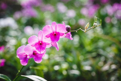 Close-up of pink flowers