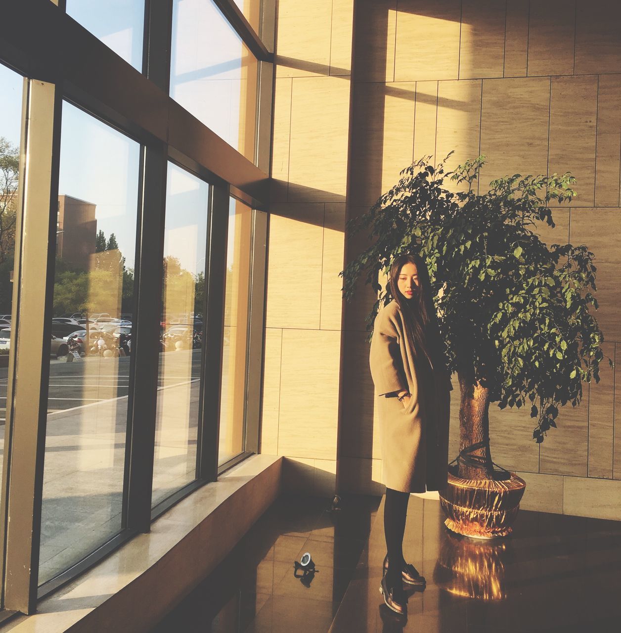 sunlight, tree, shadow, window, plant, indoors, flower, no people, flower head, nature, bouquet, flower arrangement, close-up, day