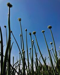 Low angle view of flowers against clear blue sky