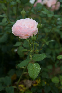 Close-up of pink rose blooming outdoors