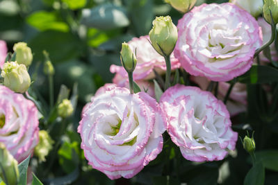 Close-up of pink roses