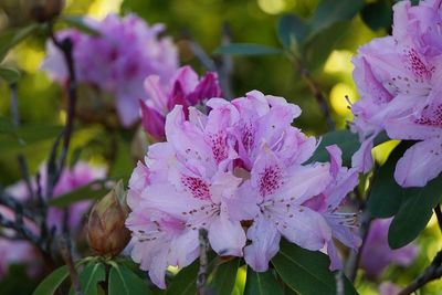 Close-up of pink flowering plant