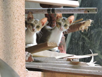 Portrait of cats on metal