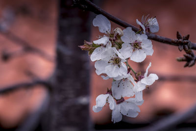 Close-up of cherry blossoms