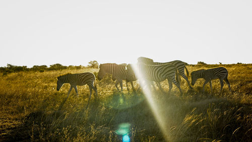 View of a zebras on field with sunrise