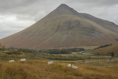 Sheep on grassy field against mountains