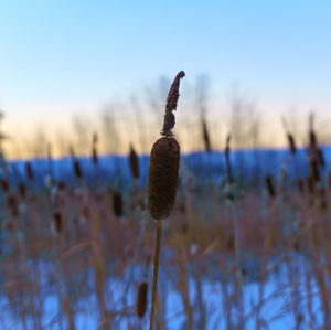 Close-up of snow on field against sky