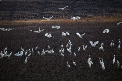 Flock of birds