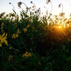 Close-up of fresh green plants against sky at sunset