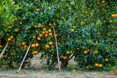 Orange fruits on tree in farm