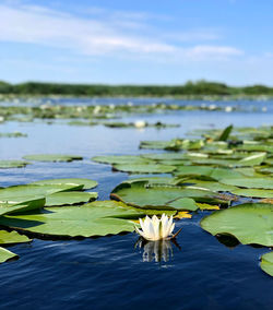 Water lily in lake