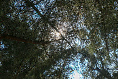 Low angle view of trees in forest