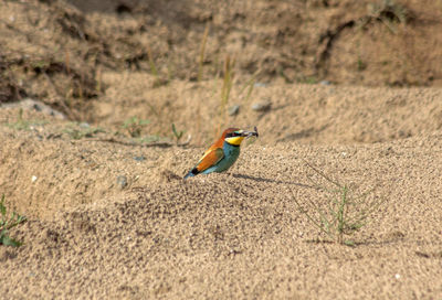 Bee-eater with an insect in the beak of the dunes
