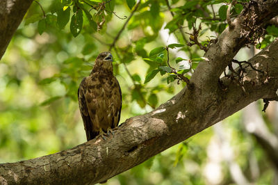 Low angle view of eagle perching on tree