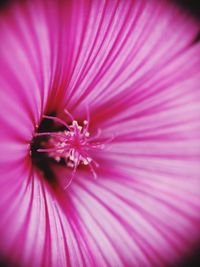 Close-up of pink flower