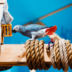 Close-up of bird perching on rope