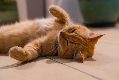 Close-up of a cat sleeping