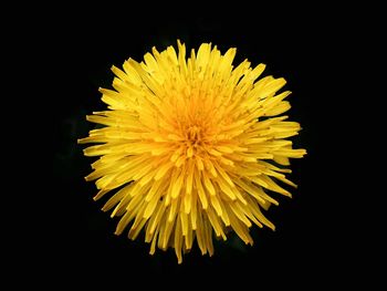 Close-up of dandelion flower