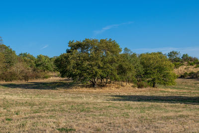 Trees on field against blue sky