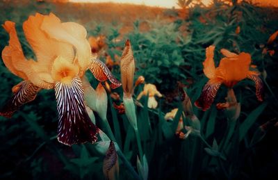 Close-up of orange flowering plants on field