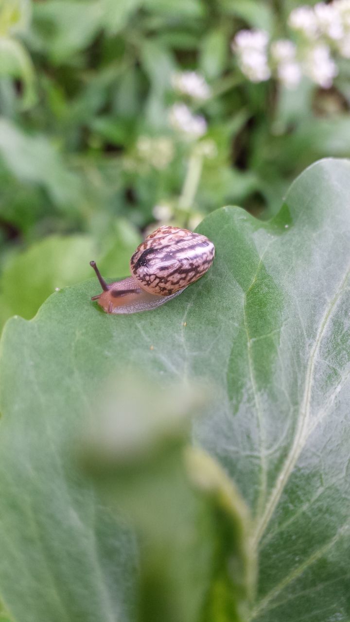 animal themes, animals in the wild, one animal, wildlife, insect, close-up, nature, plant, fragility, focus on foreground, beauty in nature, growth, leaf, selective focus, flower, green color, outdoors, day, no people, full length