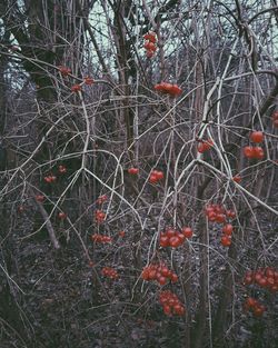 Low angle view of trees