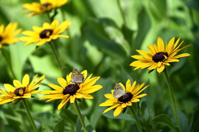 Close-up of insect on yellow flower