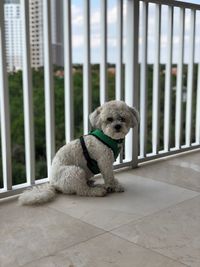 Portrait of puppy sitting on railing