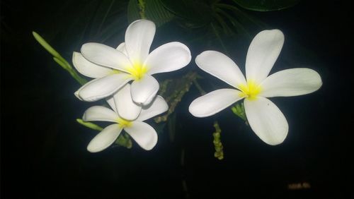 Close-up of white flowers