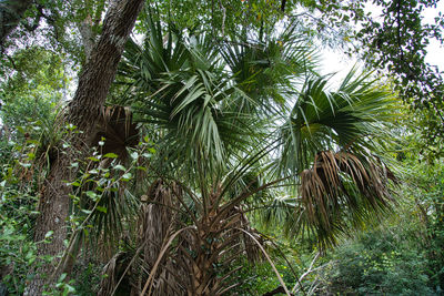 Low angle view of coconut palm trees in forest