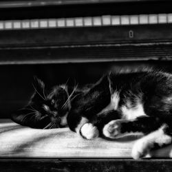 Close-up of cat sleeping