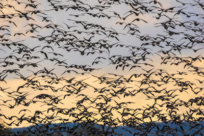 Low angle view of silhouette birds on tree against sky