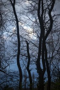 Low angle view of silhouette bare trees against sky