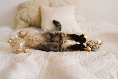 A cat of the scottish straight cat breed sits on a bed. good new year spirit.