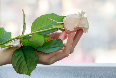 Cropped hand of woman holding rose on table