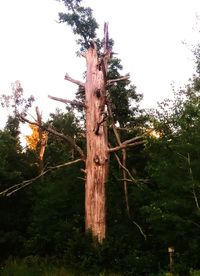 Low angle view of tree in forest