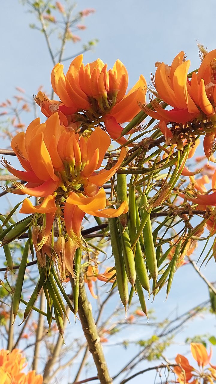 Orange Flower Head Flower Tree Petal Springtime Sky Close-up Plant